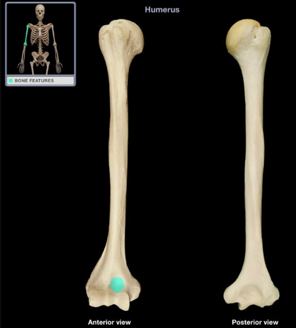 <p>Allows full flexion of the elbow joint</p>