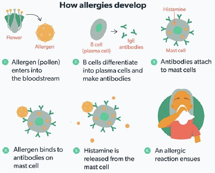 <p>allergies and autoimmune diseases</p>