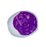 <ul><li><p>Assist B-cells in their function&nbsp;&nbsp;&nbsp;&nbsp;&nbsp;&nbsp;</p><ul><li><p class="MsoListParagraphCxSpMiddle">Involved in fighting and killing viruses</p></li></ul></li></ul><p></p>