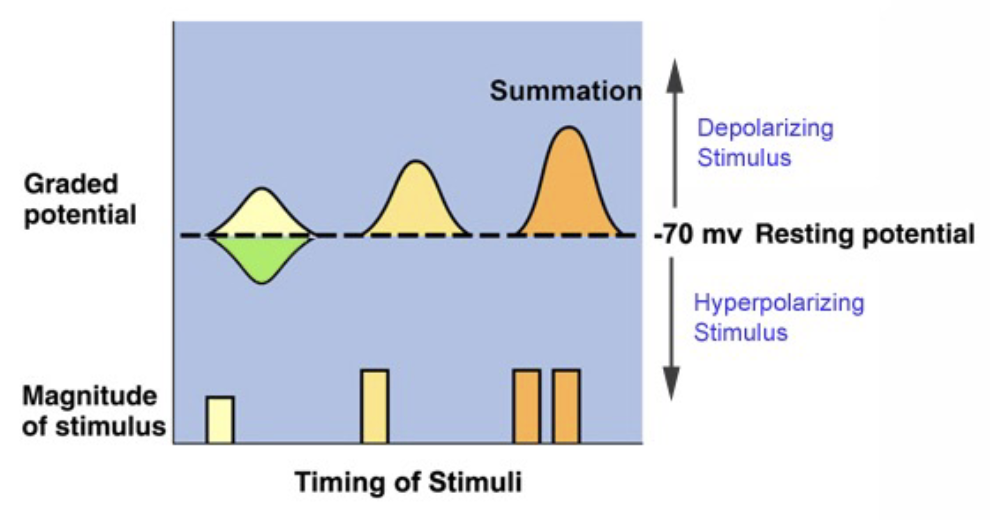 <p>slow change in membrane potential; varies in size (not all-or-nothing)</p><ul><li><p>occurs in photoreceptors, bipolar cells, horizontal cells</p></li></ul><p></p>