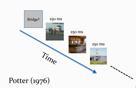 <ul><li><p>Potter (1976) studied gist perception using the following paradigm.</p></li><li><p>In each trial, the observer was cued with a particular scene description.</p></li><li><p>Then she saw 16 randomly chosen scenes, each for 250 ms.</p></li><li><p>Then she was asked if any of the scenes fitted the description.</p></li><li><p>Observers were at near 100% accuracy.</p></li><li><p>This showed that observers can rapidly perceive a scene’s gist</p></li></ul><p></p>