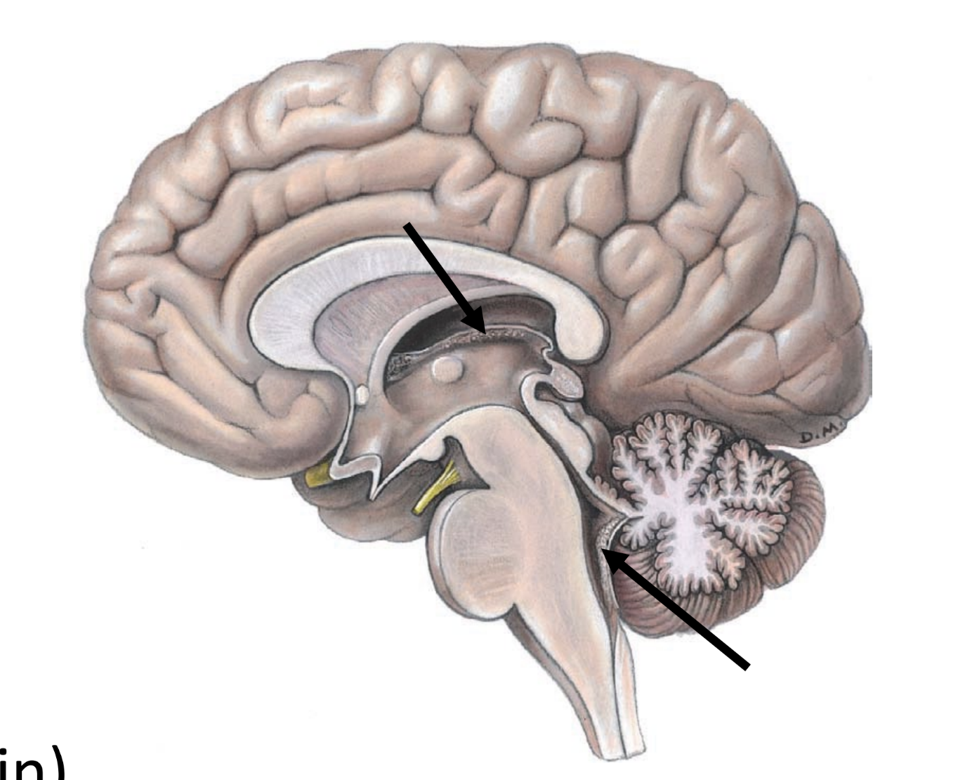 <ul><li><p>clusters of specialized capillaries</p></li><li><p>produce CSF</p></li><li><p>located in cerebral ventricles (spaces in brain)</p></li></ul><p></p>