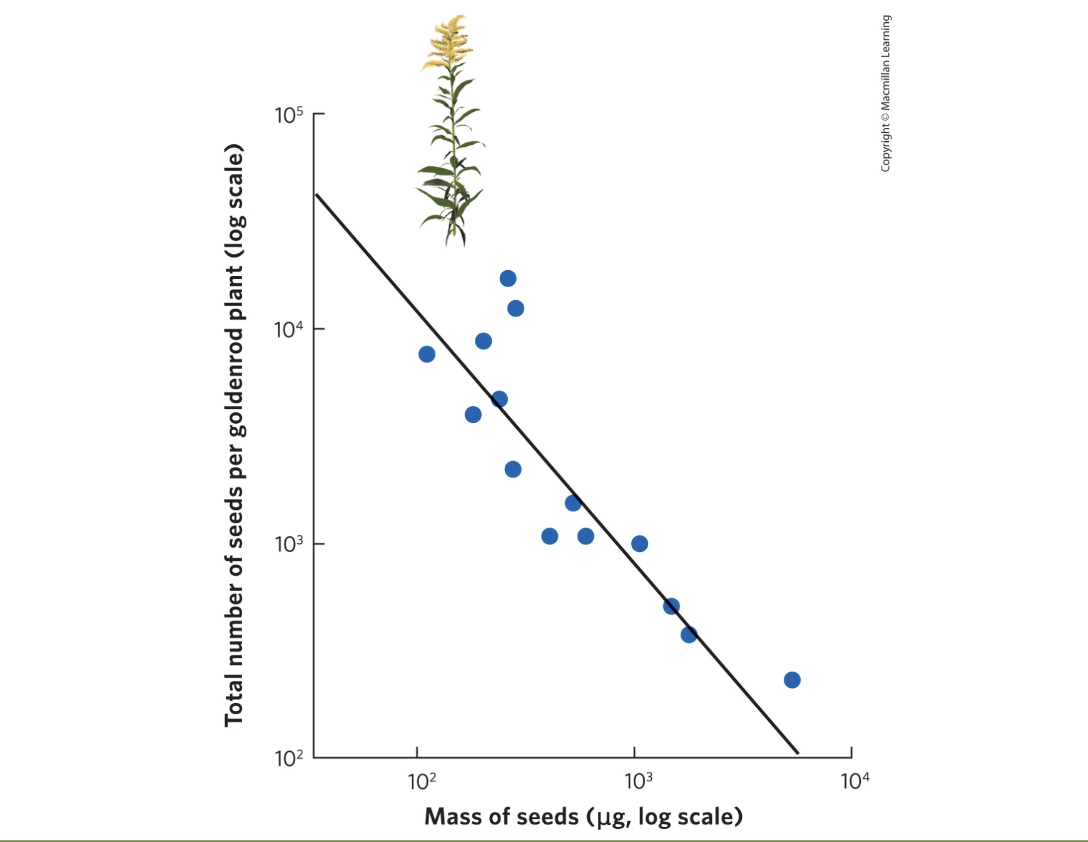 <p>What is the trade-off between offspring size and number?</p>