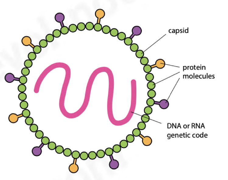 <ul><li><p>noncellular</p></li><li><p>protein coat called capsid</p></li><li><p>nucleic acid core; DNA/RNA strand</p></li><li><p>replicate inside host cells only</p></li><li><p>show no characteristics of living organism</p></li><li><p>symmetrical shape</p></li><li><p>the virus DNA/RNA takes over the protein synthesising machinery of the host cell which helps to make new virus particles</p></li><li><p><em>See Chapter 18.2(d) for more details</em></p></li></ul><p></p>