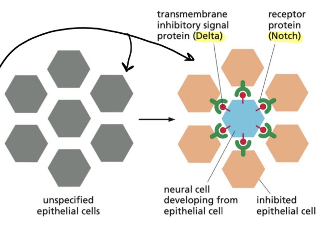 <p>When a precursor cell commits to becoming a neural cell, it signals to its immediate neighbors not to do the same; the inhibited cells develop into epidermal cells instead.</p><ul><li><p>depends on delta signal proteins and notch receptors</p></li><li><p>occurs in development of fly neural cells</p></li></ul>