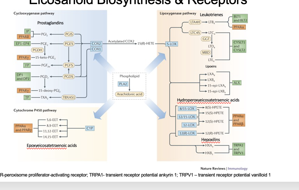 <ul><li><p>arachidonic acid is cleaved from phospholipid thru PLA2</p></li><li><p>arachidonic acid goes through 3 different pathways</p><ul><li><p>cyclooxygenase pathway</p><ul><li><p>enzymes = COX2/COX1 → prostaglandins</p></li></ul></li><li><p>cytochrome P450 pathway</p><ul><li><p>enzymes = CYP → epoxyeicosatetraenoic acid</p></li></ul></li><li><p>lipooxygenase pathway</p><ul><li><p>enzymes </p><ul><li><p>5-LOX → leukotrienes</p></li><li><p>8/15 LOX; 12/15 LOX; 12 LOX; 12(R)-LOX → hydroperoxyeicosatetraenoic acids</p></li></ul></li></ul></li></ul></li></ul><p></p>