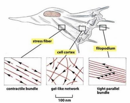 <ol><li><p>Contractile Stress fibres (seen throughout)</p></li><li><p>Gel-like network (seen at cell cortex)</p></li><li><p>tight parallel bundles (seen in filopodia)</p></li></ol><p></p>