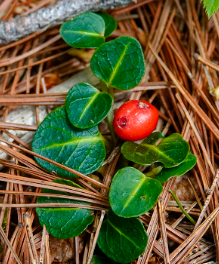 <p><em>Mitchella repens</em></p>