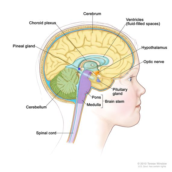 <ul><li><p>network of blood vessels, exchange between blood and CSF takes place here</p></li><li><p>lines all ventricles of brains</p></li></ul><p></p>