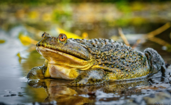 <p></p><p></p><p><strong><u>Distribution:</u></strong></p><ul><li><p>Chile</p></li></ul><p><br><strong><u>Traits:</u></strong></p><ul><li><p>Blunt head with elongate bumps on dorsum</p></li></ul><p></p><p><strong><u>Larval Type:</u></strong></p><p>IV</p>