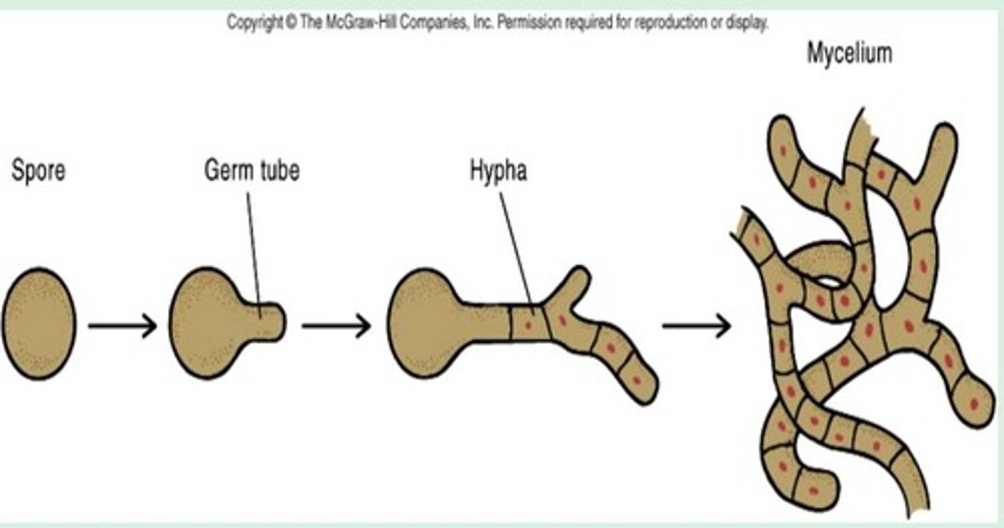 <p>molds - Multiple cells forming a filamentous mycelium steps:</p>