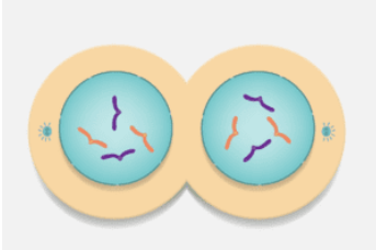 <p><strong>The image below shows which phase of mitosis?</strong></p>