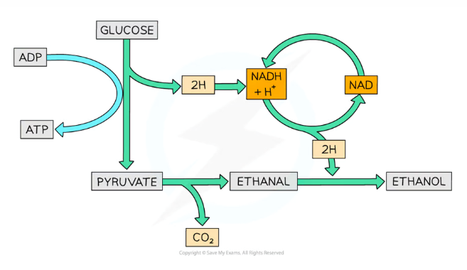 <ul><li><p>Glucose is converted into two pyruvate molecules during <strong>glycolysis</strong>, also producing 2 ATP and NADH</p></li><li><p>The <strong>pyruvate </strong>is then <strong>decarboxylated </strong>to <strong>ethanal</strong>, catalysed by the enzyme<strong> pyruvate decarboxylase</strong>, producing <strong>CO<sub>2</sub></strong></p></li><li><p>The ethanal is <strong>reduced </strong>to <strong>ethanol </strong>by <strong>NADH </strong>(reforming NAD)</p><p></p></li></ul><p></p>