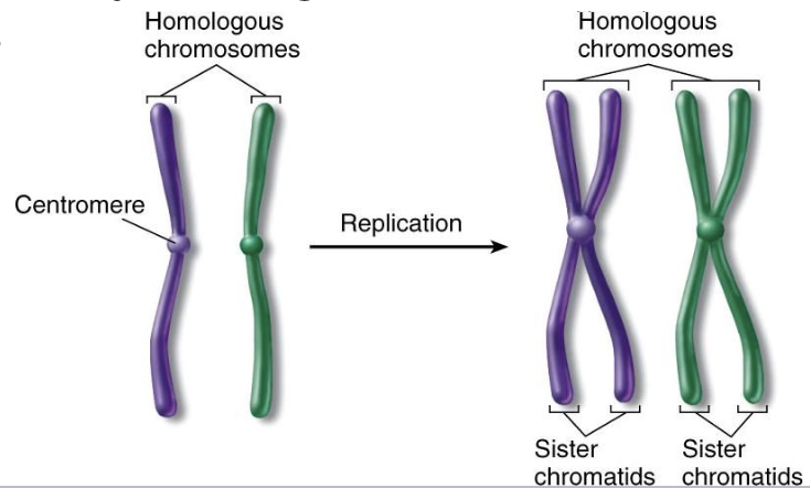<p><code>Sister Chromatids </code></p><ul><li><p><strong>Cell’s DNA is replicated during </strong><span style="color: blue;"><strong>interphase</strong></span><strong> </strong></p><ul><li><p>Each chromosome has two sister chromatids that are identical and jointed together by centromere </p></li></ul></li></ul><p><code>Homologous Pairs of Chromosomes</code></p><ul><li><p><strong>One member of each pair is from father (paternal chromosome) and other is from mother (maternal chromosome) </strong></p><ul><li><p>Look alike and carry same genes that code for same traits </p></li></ul></li></ul><p></p>