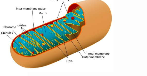 <p>What is this? What is its function?</p>