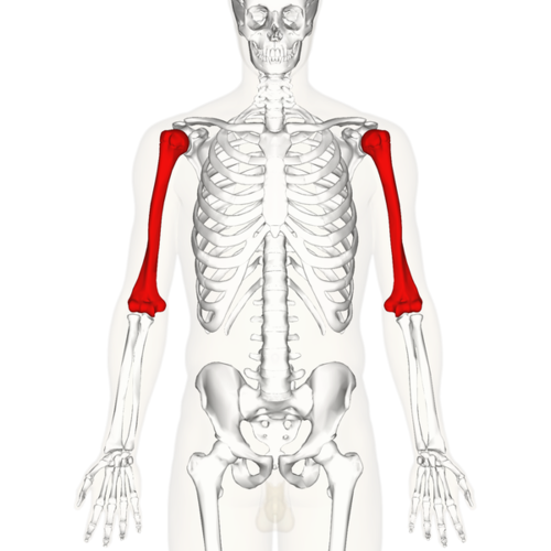 <p>Upper arm bone</p>