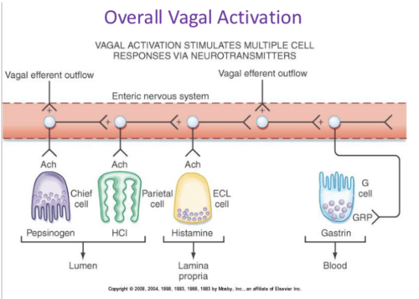 <p>describe long loop activation as a control mechanism of gastric secretion</p>
