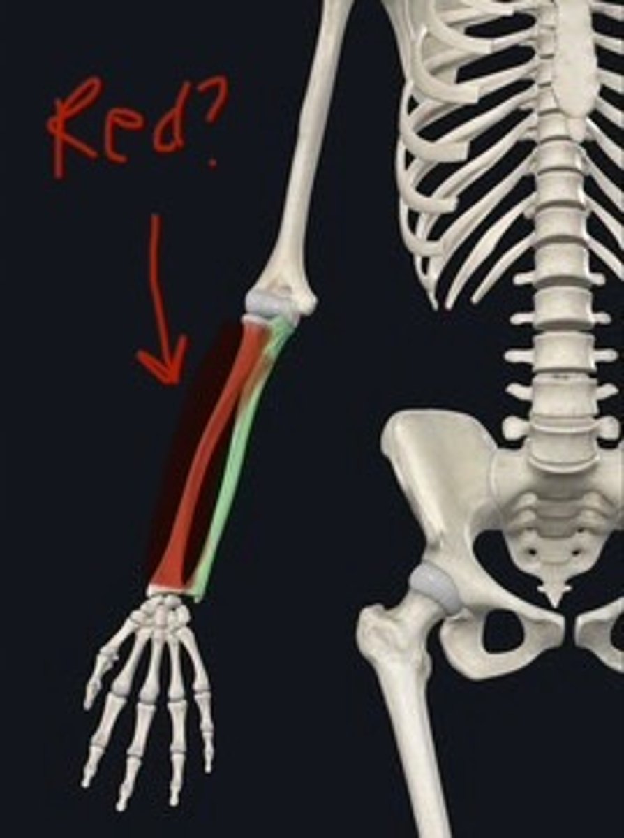 <p>Forearm bone on the outer side.</p>