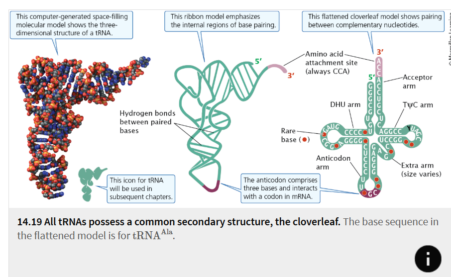 <p>Secondary structure with four major arms common to all tRNAs</p>
