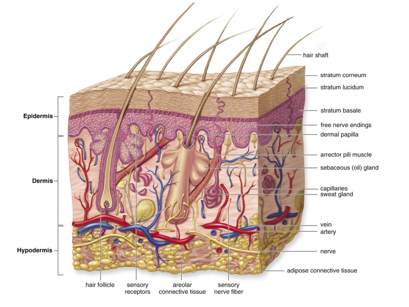 <ul><li><p>Lies beneath the epidermis</p></li><li><p>Has 2 layers</p></li><li><p>Contains vasculature, nerve fibers, and epidermal accessory organs (hair follicles and glands)</p></li></ul><p></p>
