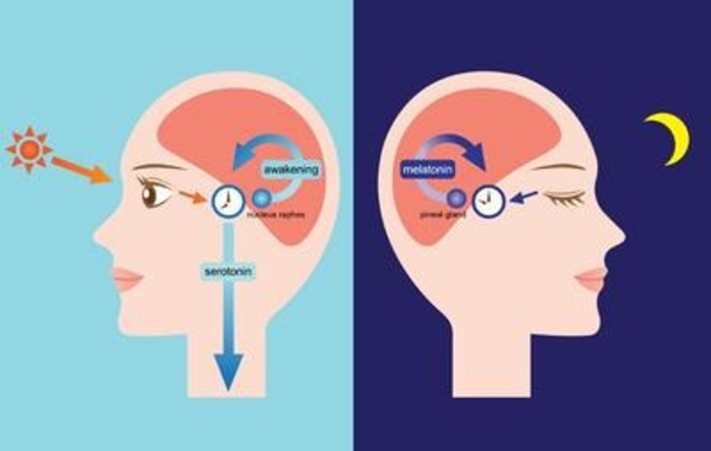<p>(C) Circadian Rhythm</p><p>The Circadian Rhythm refers to a human's internal biological clock that helps control a human's body temperature, sleep cycle and among other things.</p>