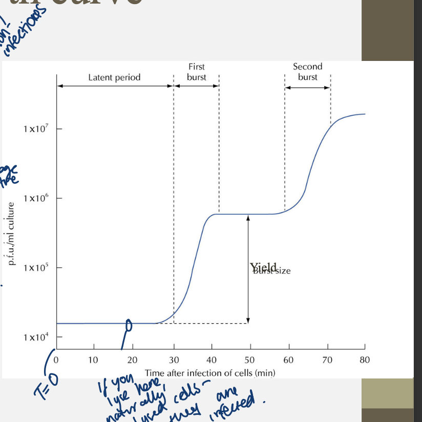 <p>ellis and dubruck 1939,</p><p>showing that viral re1.plication is in stages.</p><ol><li><p>initiation of infection</p></li><li><p>replication and expression of virus genome</p></li><li><p>assembly and release of mature virions from infected cells</p><p>key is to synchronise culture so all cells are infected at t=0 </p></li></ol><p></p>