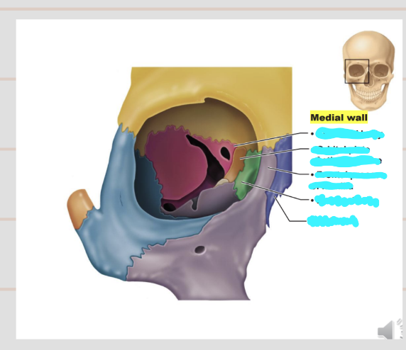 <p>Describe the medial wall of the orbital cavity</p>