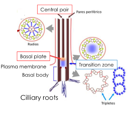 <p>Between the basal body and the axoneme</p><p>appears the transition zone, with 9 doublets (9</p><p>pairs of microtubules).</p><p>• The basal plate, located in the transition zone,</p><p>forms a central pair of microtubules.</p>