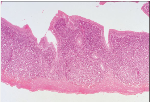 <p>Identify the structure:</p><p>Specie:</p><p>Stain used:</p>