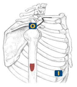<p>Deltoid tuberosity of humerus</p>