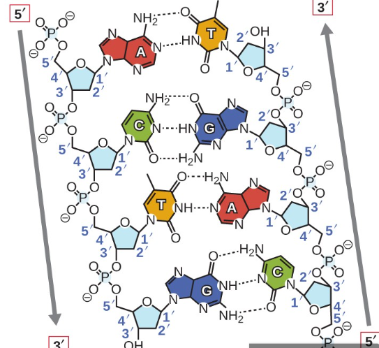 <p>This is a similarity between DNA and RNA</p><p>Each nucleotide monomer is connected by covalent bonds forming the sugar-phosphate backbone.</p><p>These forms <strong>phosphodiesterase bonds,</strong> and it is a type of covalent bond that forms the <strong>sugar-phosphate backbone</strong> of nucleic acids. In this process, the phosphate group of one nucleotide forms a bond with the 3’ carbon of the sugar on the adjacent nucleotide, creating a repeating, strong, and continuous strand.</p>