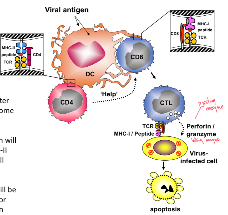 <p>Viral proteins enter both the phagolysosome and cytosol of DC. Phagosomal antigen loaded onto MHC-II for CD4 (helper) T cell stimulation. Cytosolic antigen loaded onto MHC-I for CD8 T cell stimulation. CTL made, kills virus using perforin and granzyme causing apoptosis.</p>