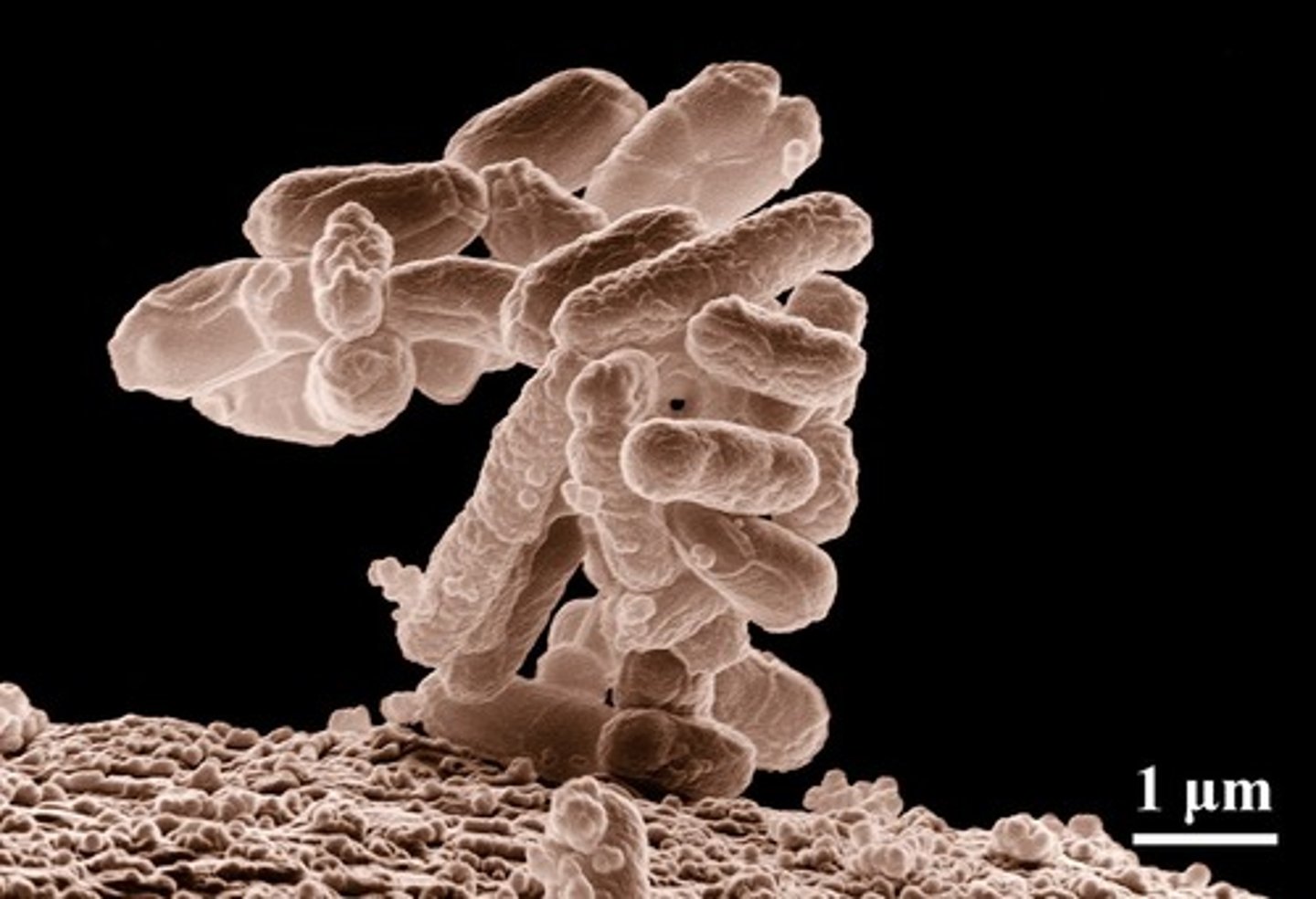 <p>Bacterium used for studying transcription mechanisms.</p>