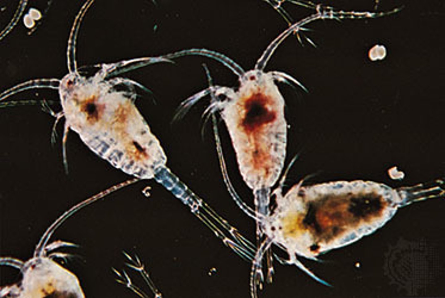 <p>minute shrimp-like crustaceans; often they are the most common zooplankton in estuarine waters</p>