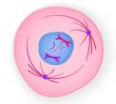 <ul><li><p><span>Chromatin condenses into 2 chromosomes</span></p></li><li><p><span>Mitotic spindle begins to form</span></p></li></ul>