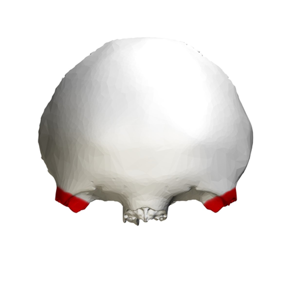 <p>What feature is this on frontal bone (Ectocranial)</p>