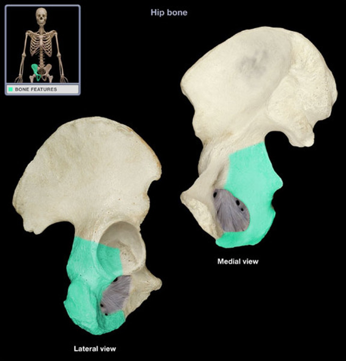 <p>ischium (inferior posterior)</p>