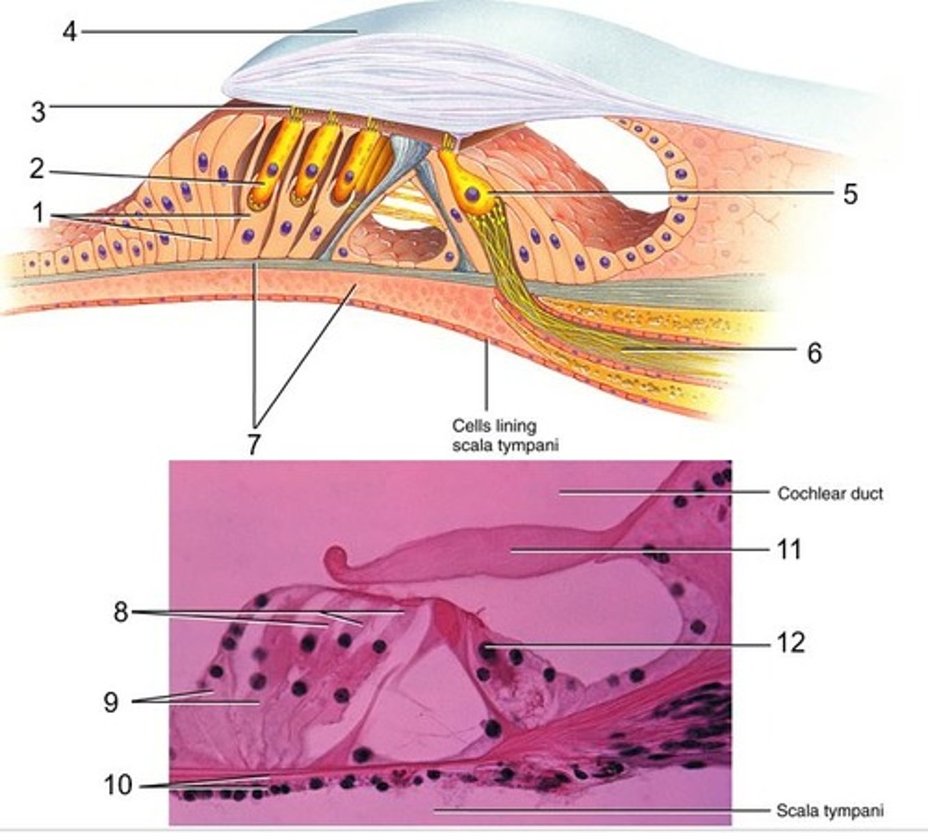 <p>Name the structure at number 1</p>