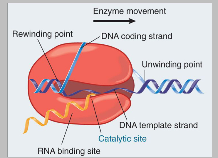 <p>What does transcription of a gene involve?</p>