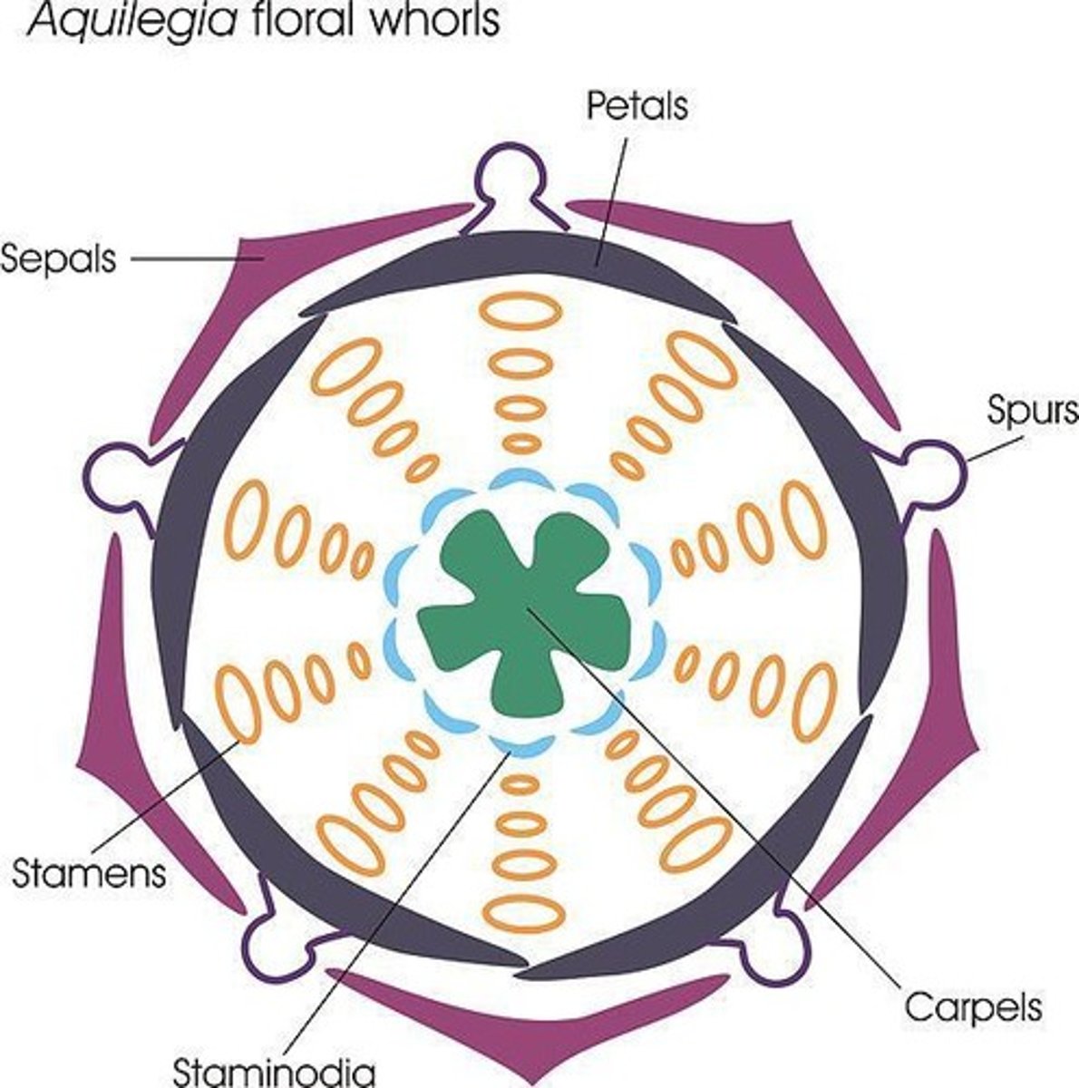 <p>Calyx, Corolla, Androecium, Gynoecium</p>