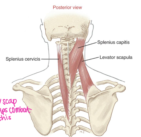 <p>Scapula:</p><ul><li><p>elevation & downward rotation</p></li></ul><p>C-spine: </p><ul><li><p>ipsilateral lateral flexion & slight ipsilateral rotation</p></li><li><p>some neck extension</p></li></ul><p></p><p>‘bring your nose to your clavicle’</p><p></p>
