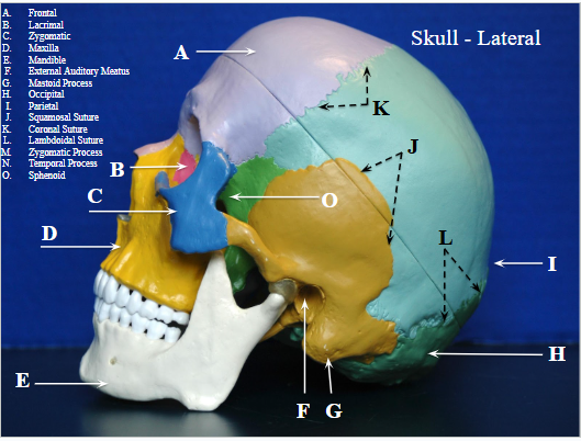<p>back/base of skull (H on image)</p>
