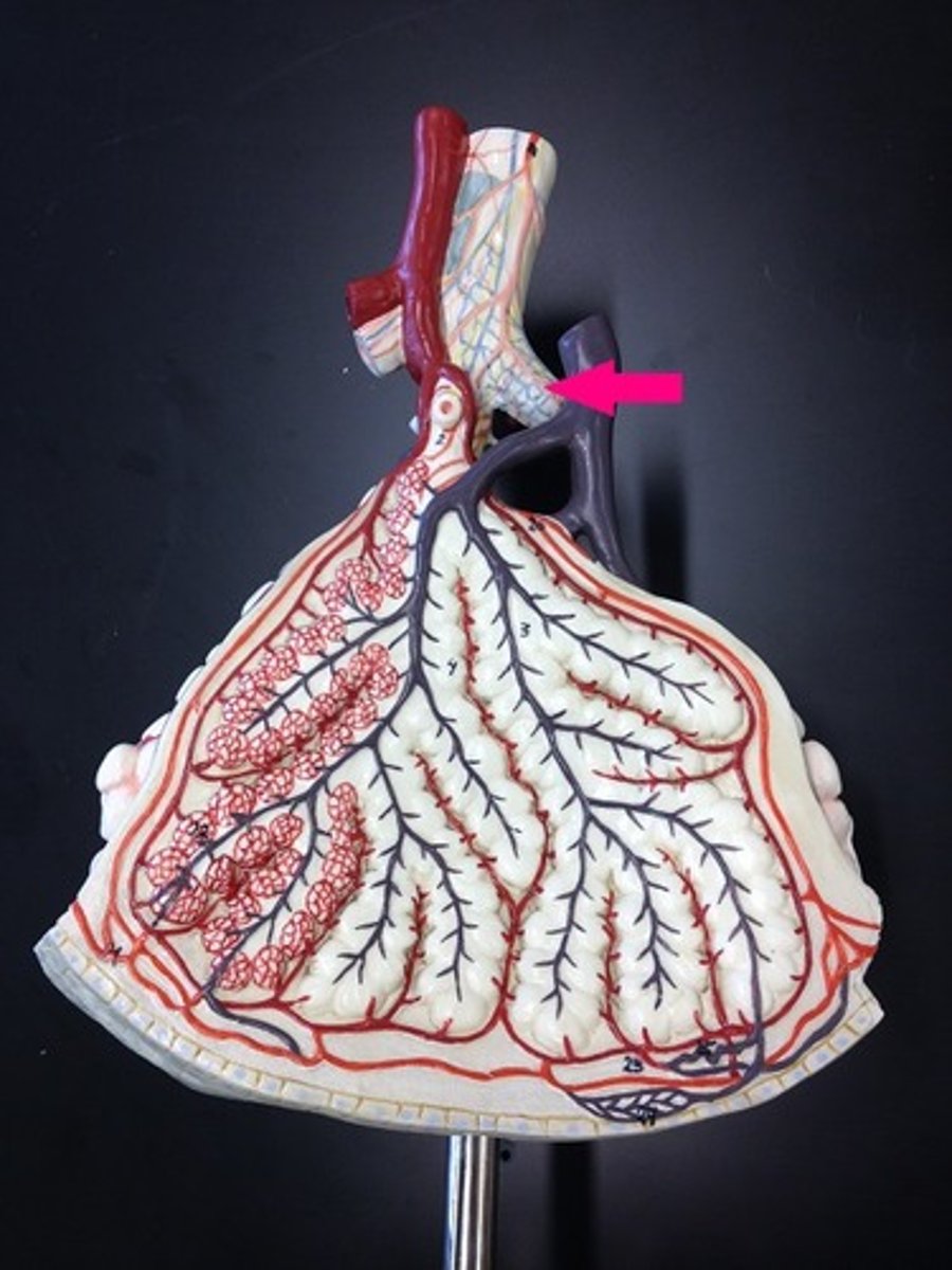 <p>Identify the passageway.</p>