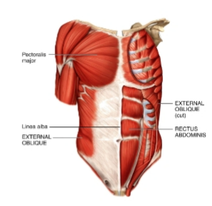 <p>external oblique&nbsp;</p>