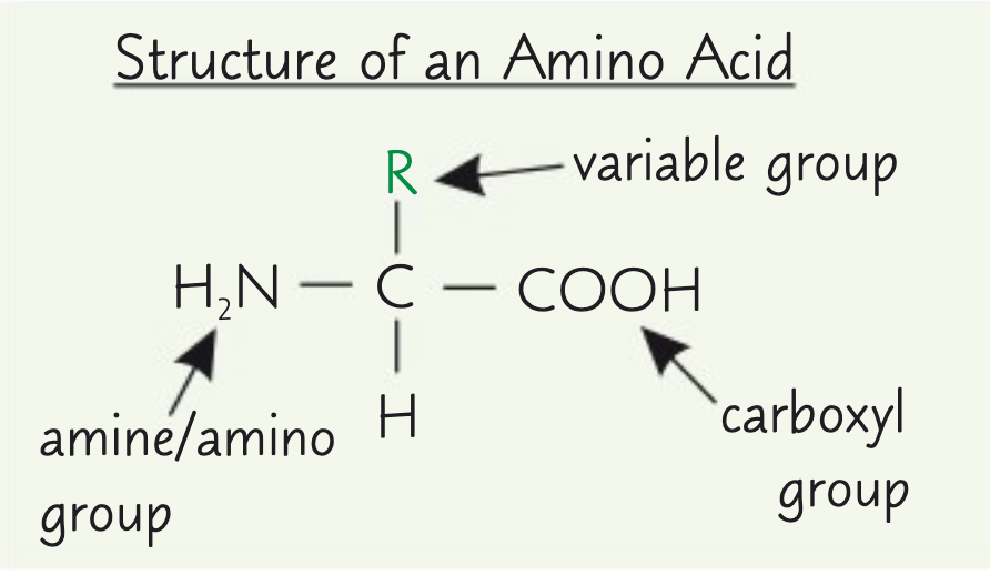 <p>Where NH2 represents an amine group.</p><p>COOH represents a carboxyl group.</p><p>R represents a side chain.</p>