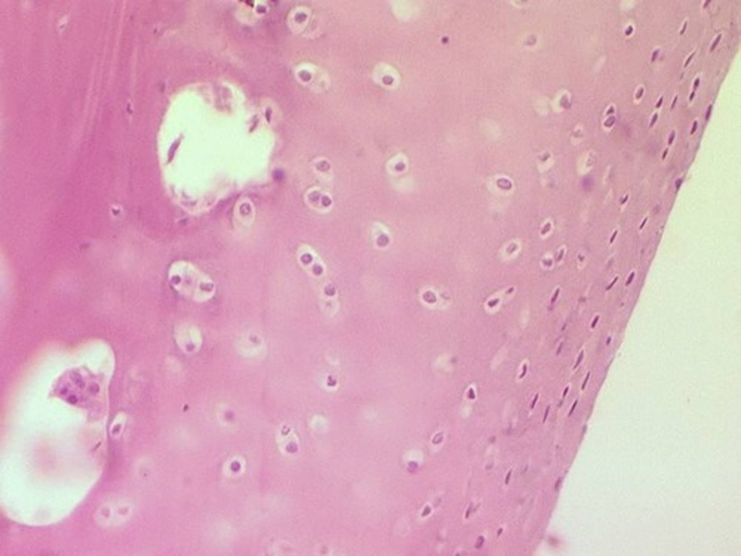 <p>Cells found in cartilage tissue.</p>