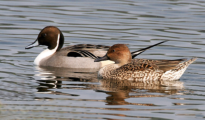 <p>medium sized dabbling duck, male has longer tail and white markings on neck</p>