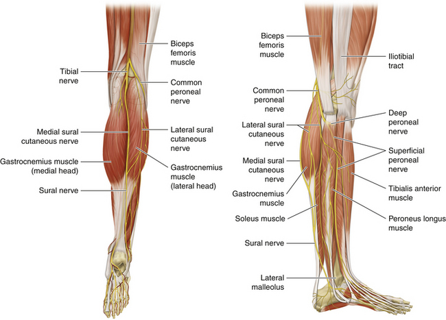 <p>Branch of N. tibialis providing skin sensation of posterior leg joins fibular branch → N. suralis. ⚡ 🔎 Small yellow strand mid-calf. 💡 "Sura = skin strip."</p>