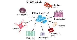 <p>A undifferentiated cell which can develop into many different types of cells in the body and are the body’s repair system</p><p>Ex: Embryonic stem cells, Adult stem cells</p>