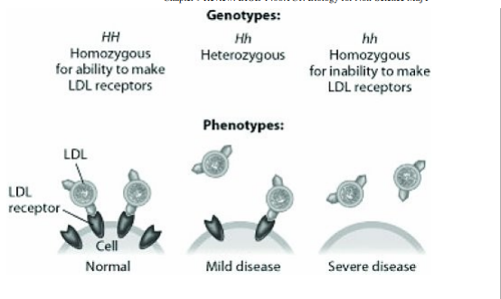 <p>According to this figure, heterozygotes for this form of hypercholesterolemia suffer from the disease because they</p>